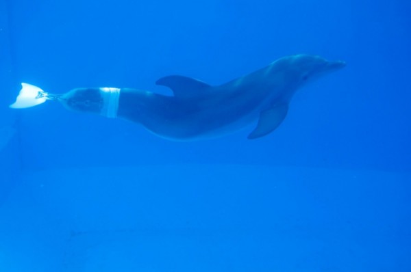 История дельфина
